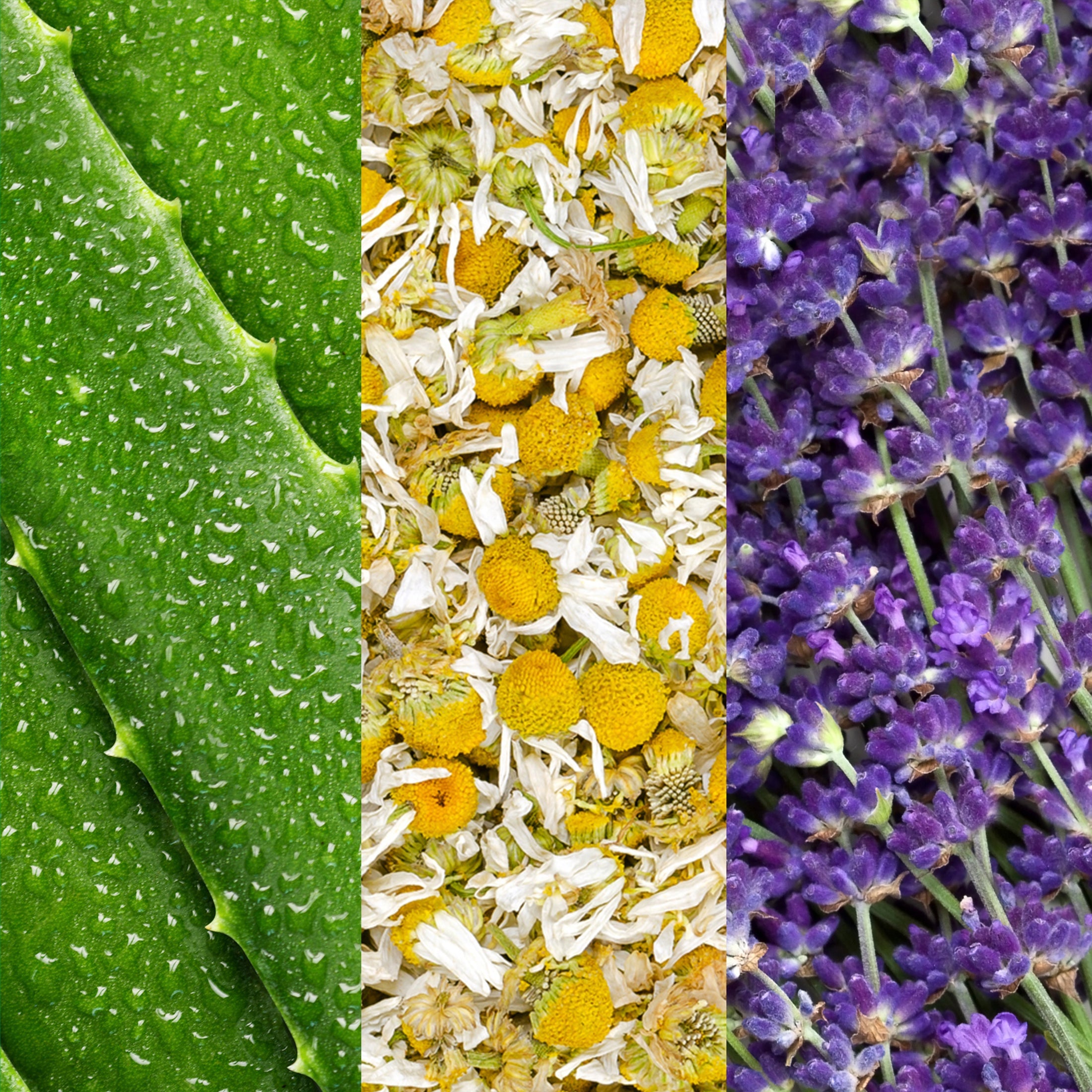 Facial Spray W/ Aloe, Chamomile & Lavender - 118 ml